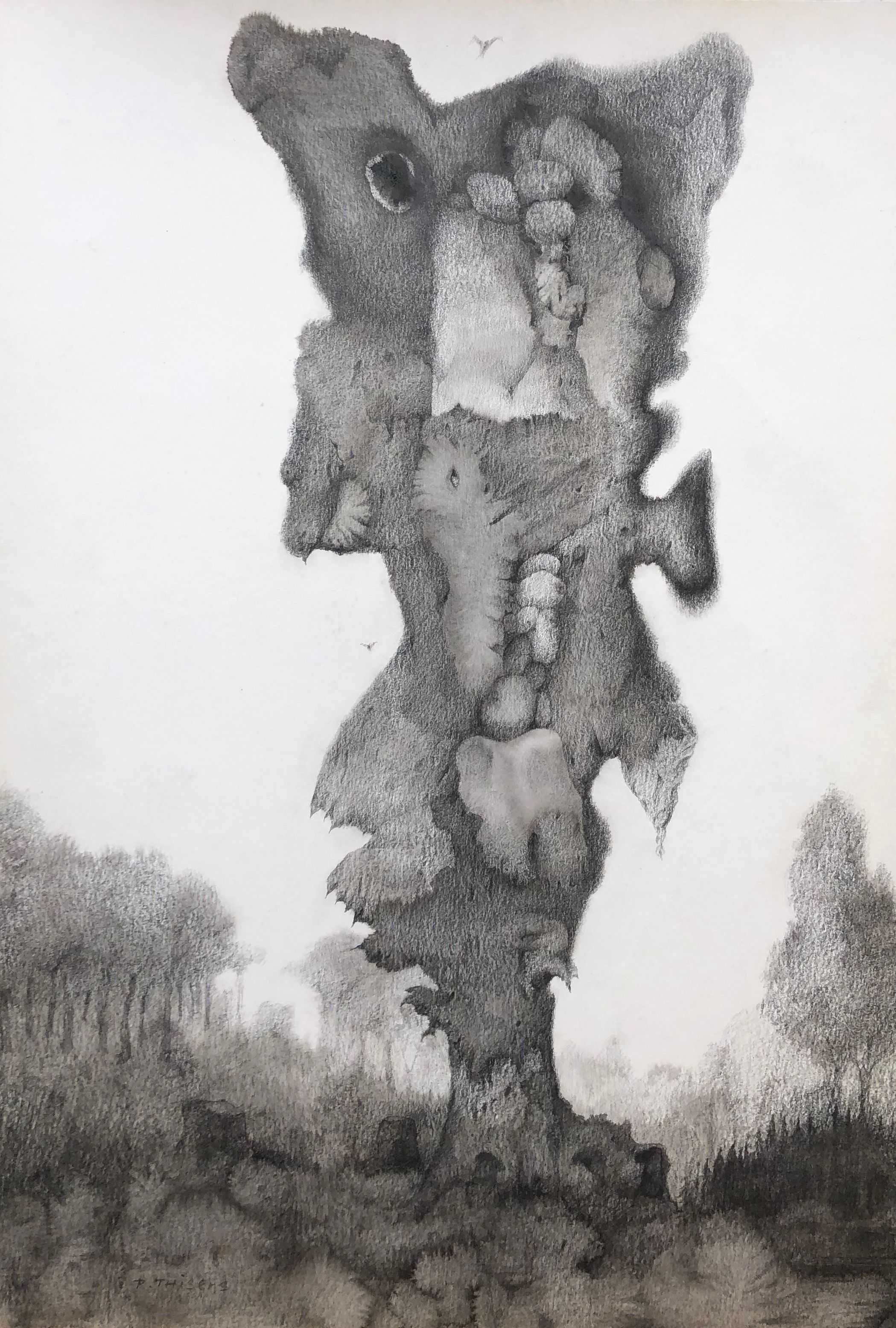 La grande racine, mine de plomb sur carton de Robert Thisens, 35 x 50 cm